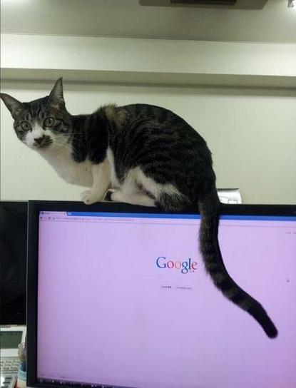 日本一公司允許員工帶喵星人上班 業績大大提升