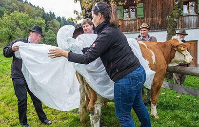全球最奇葩法律:奶牛也得穿“尿不濕”