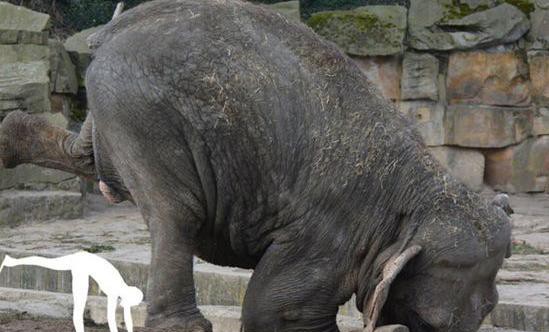 大象做瑜伽是什麼樣子?德國“瑜伽大象”火爆網路