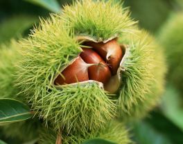 愛是搖落與撿起_愛是搖落與撿起作文