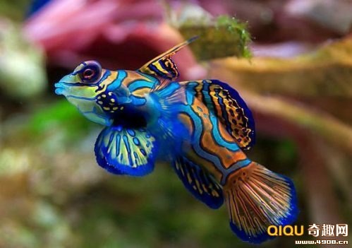 海洋精靈麒麟魚五彩繽紛讓人賞心悅目