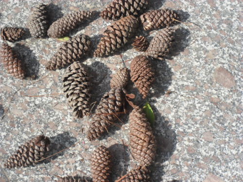 寒假記事_寒假記事作文