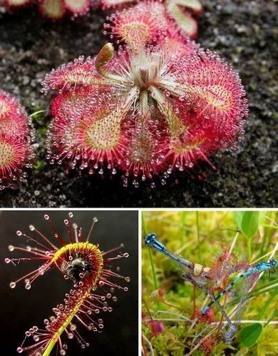 食人樹的資料 細數哪七種植物能設定“死亡陷阱”