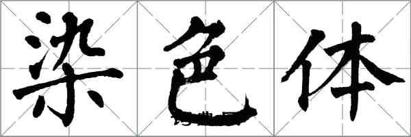 翁闓運染色體楷書怎么寫