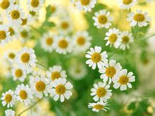 關於菊花的作文 菊花作文專題