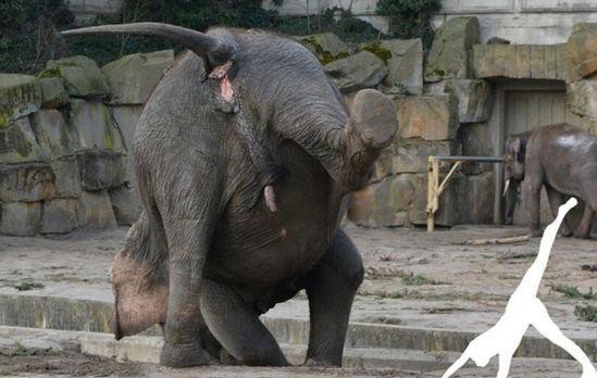 大象做瑜伽是什麼樣子？德國“瑜伽大象”火爆網路