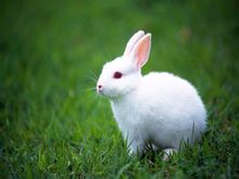 關於小白兔的作文 小白兔作文專題