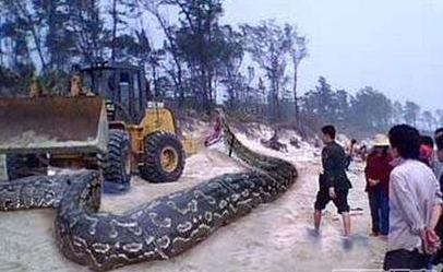 馬來西亞叢林挖出16米巨蟒 司機當場被嚇死
