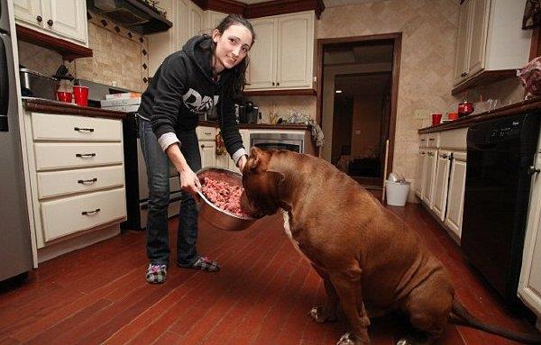 世界上塊頭最大的鬥牛犬 這照片不是PS的?