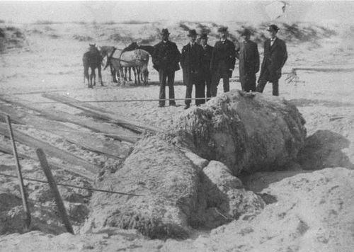 義大利的漁民在蒙特雷灣捕獲到了一隻海蛇