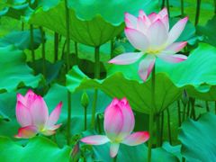 茶亭公園看荷花_茶亭公園看荷花作文