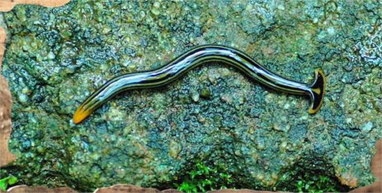 龍蝦竟然長生不老 幾乎不會死亡的動物