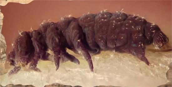 龍蝦竟然長生不老 幾乎不會死亡的動物