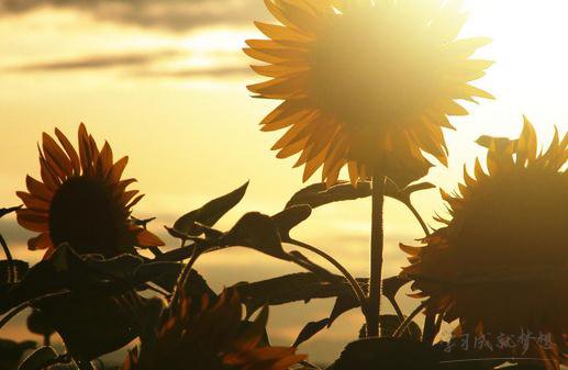 警告小三的個性簽名