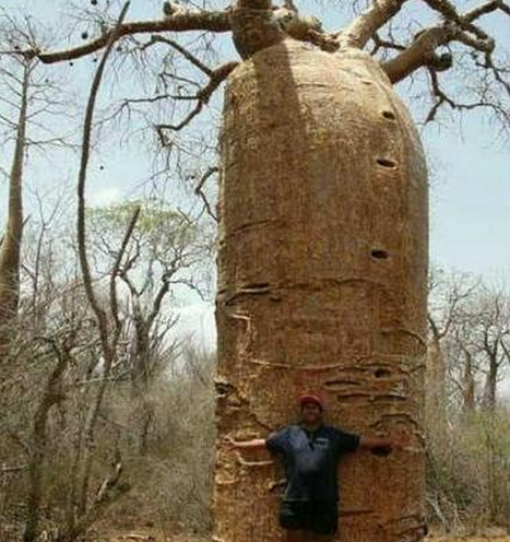 清朝科學家明安圖簡介 明安圖為什麼能獲得如此高的成就?