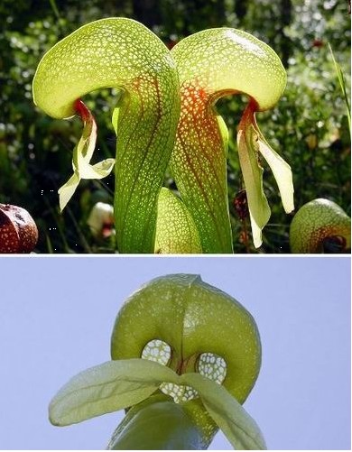 食人樹的資料 細數哪七種植物能設定“死亡陷阱”