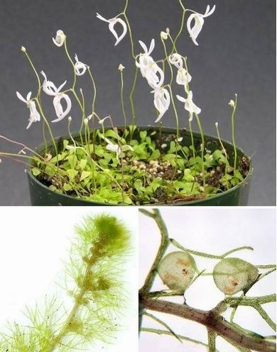 食人樹的資料 細數哪七種植物能設定“死亡陷阱”