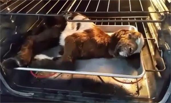 小羊從170度烤箱中奇蹟生還