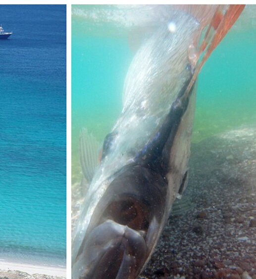 中國留學之父容閎簡介 容閎的人物結局