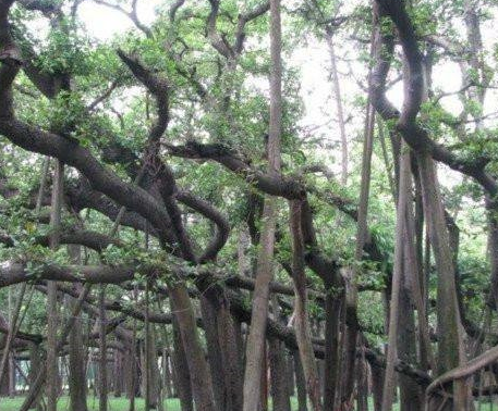 國內震撼奇觀:雙乳山似女人乳房