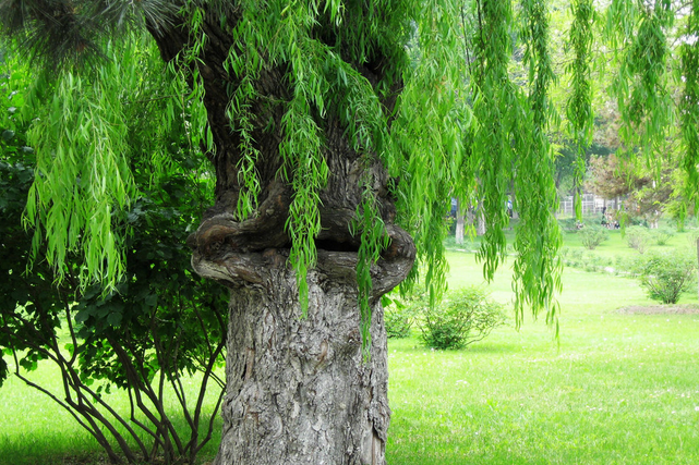 恐怖傳說:全身裸露婦女遭食人樹吞食