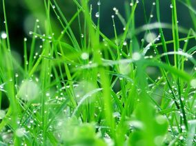 關於植物的作文 植物作文專題