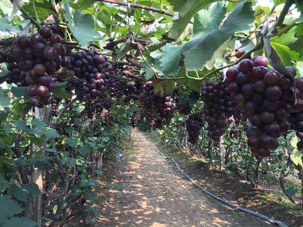 採摘葡萄_採摘葡萄作文